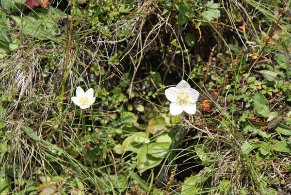 bergbluemli.jpg - kleine Bergblumen