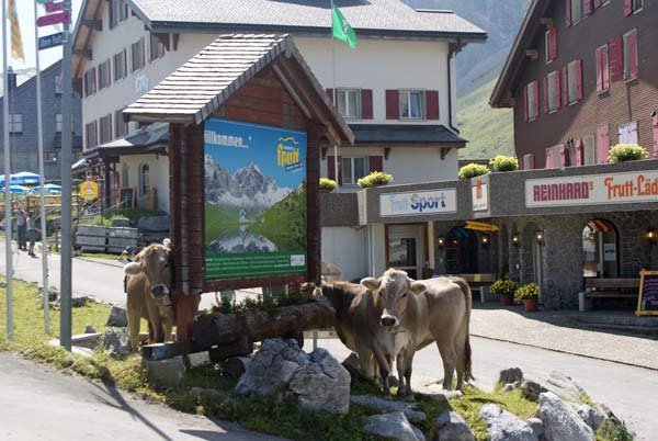 ortstafel_kuehe.jpg - Hier sind die Kühe auch im Dorf unterwegs