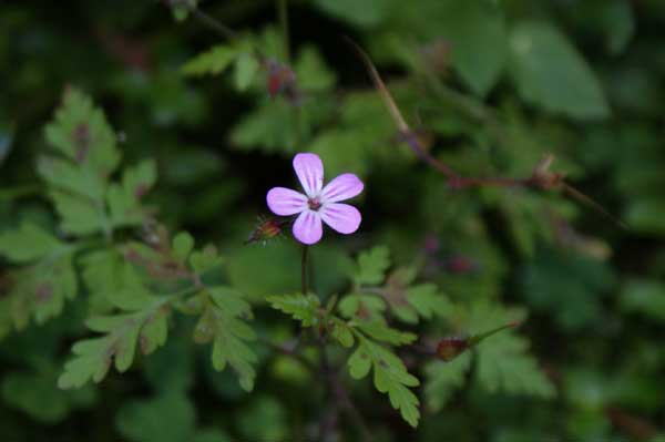 waldmeister_blume.jpg - Echter Waldmeister