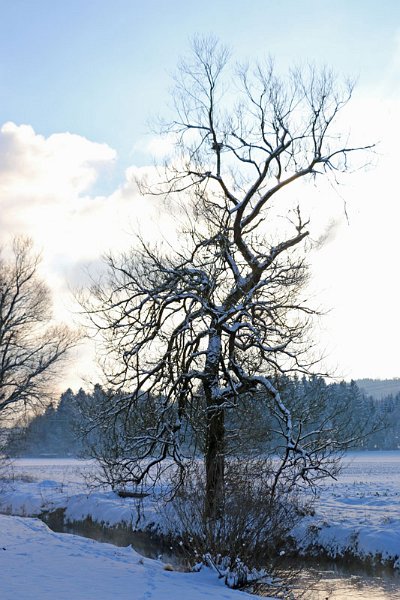 IMG_1780.jpg - Winterbäume