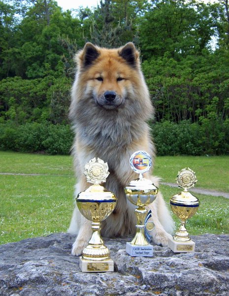 2008_10_pokaleSaarland.jpg - Wiederholt wurde er auch zum schönsten Eurasier ausgezeichnet und zweimal wurde er Europasieger. Legro war Multi-Schönheitschampion (Schweiz, Luxemburg, Deutschland VDH und KZG-Clubchampion, Österreich, Internationaler Schönheitschampion).