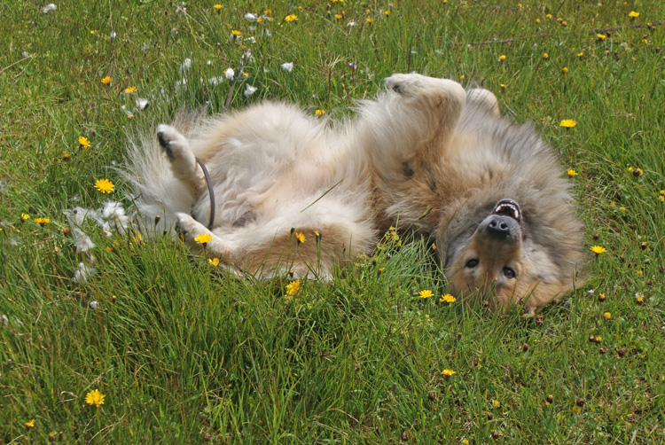 2011_6_wohl.jpg - Lebensfreude im Frühling 2011