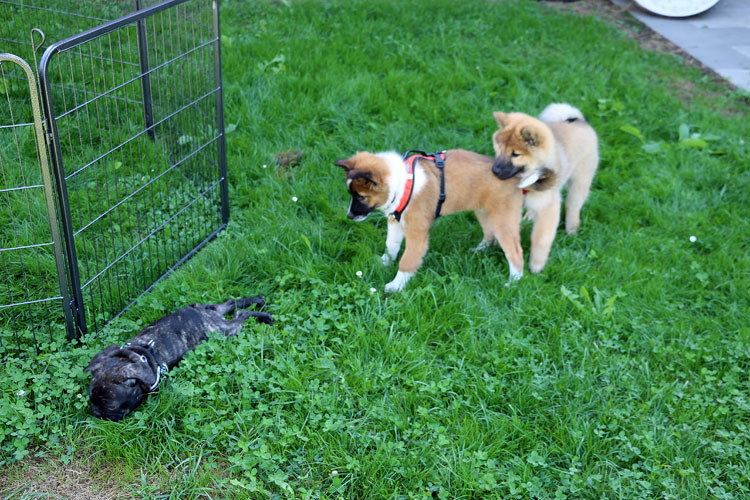IMG_3737.jpg - In der Welpengruppe: Okelani späht vorsichtig hinter Hakuna (Elo) hervor und beobachtet Amor (French Bulldog)