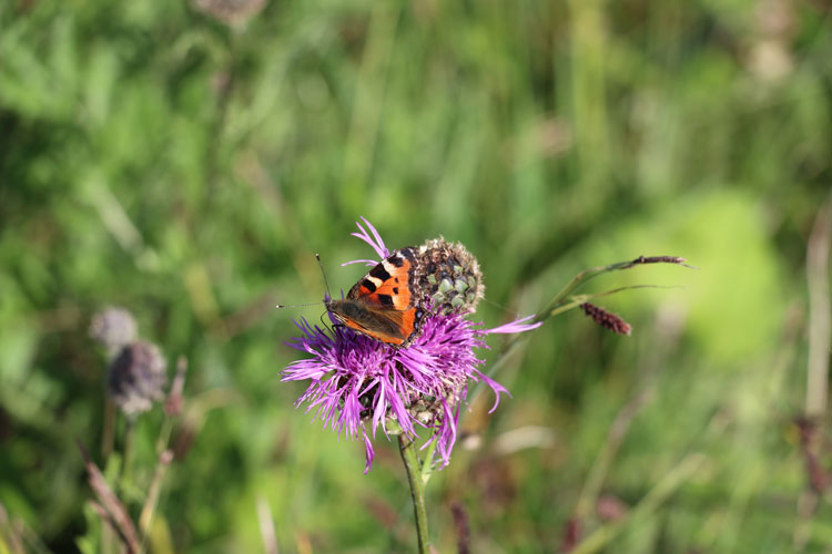 IMG_0128.jpg - Schmetterlinge - ein Farbenwunder der Natur