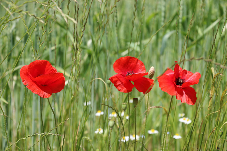 IMG_0190.jpg - Immer wieder ein schönes Motiv - die leuchtend roten Mohnblumen mitten in grüner Umgebung