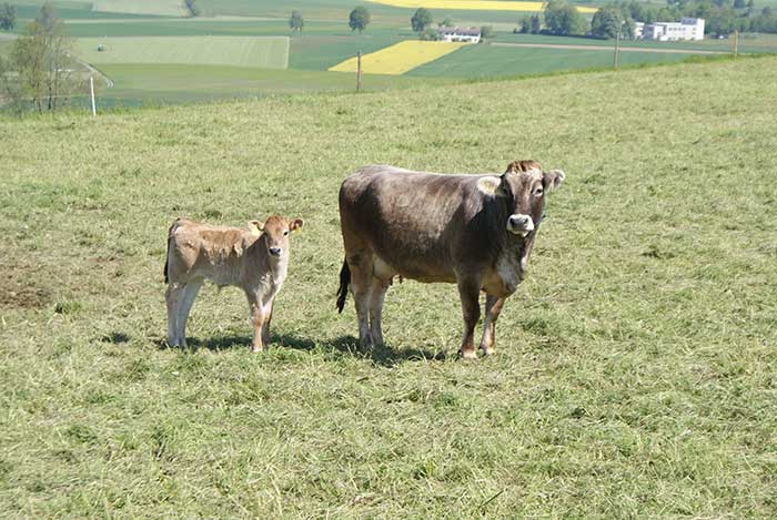 kalb.jpg - Kälbchen mit Mutter