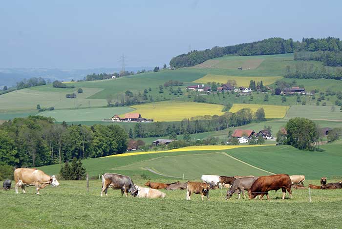 vieh2.jpg - Friedlicher Pfingstsonntag