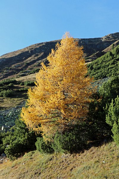 IMG_4908.jpg - Leuchtende Herbstfarben