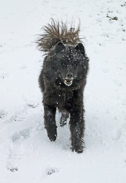 IMG_9677.jpg - Finn hatte grossen Spass im Schnee!
