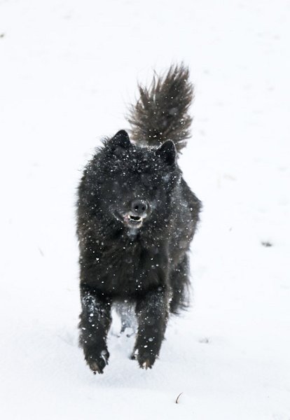 IMG_9823.jpg - Fröhlicher Finn - leider hat der Schneesturm das Fotografieren erschwert...