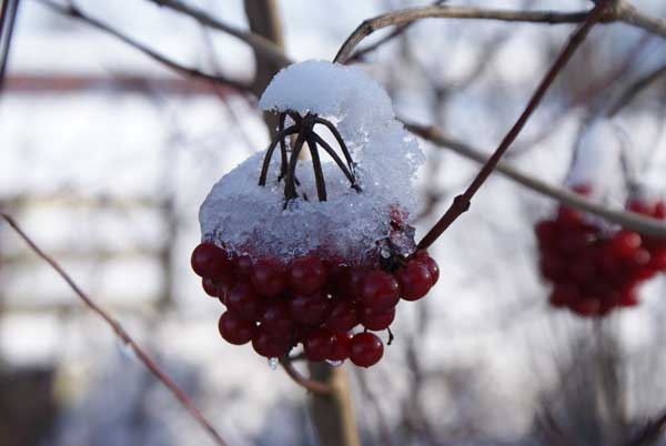 beeren_sahne.jpg - Beeren mit Sahnehaube?