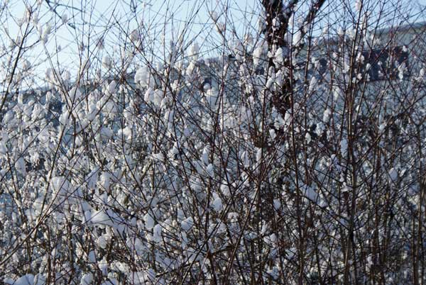 schnee_baumwolle.jpg - Sieht aus wie Baumwolle, oder?