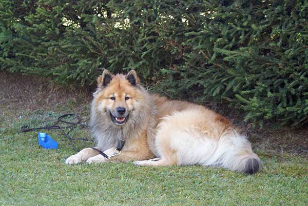 legro_pause.jpg - Auch Legro geniesst die Pause im Schatten