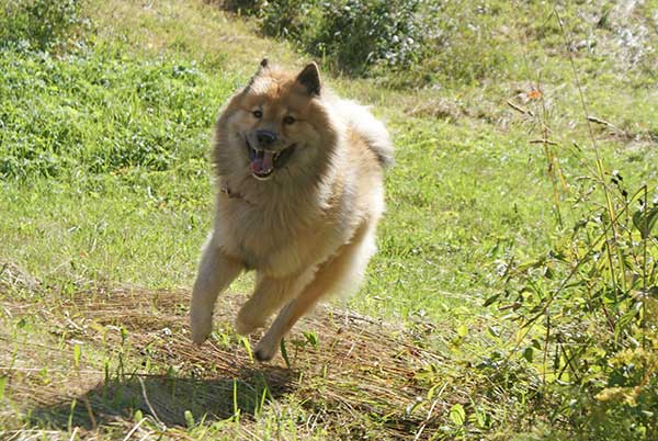 legro_rennen.jpg - Auf vielen der zahlreichen Wege können die Hunde nach Herzenslust frei laufen und rennen. Im Gegensatz zu unseren Spazierwegen zu Hause haben wir hier kaum Jogger und Biker angetroffen.