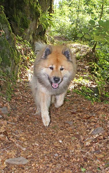 noeggenschwiel_legro.jpg - Auf dem Rosenwanderweg; teilweise war der schmale Weg schon etwas abenteuerlich, ging's seitlich doch steil abwärts in die Schlucht.