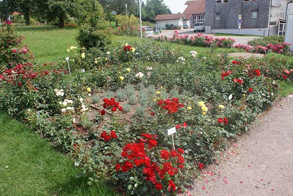 noeggenschwiel_rosengarten3.jpg