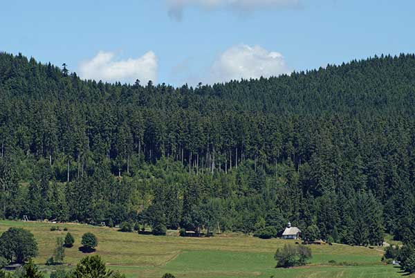 schwarzwald2.jpg - Wälder soweit das Auge reicht