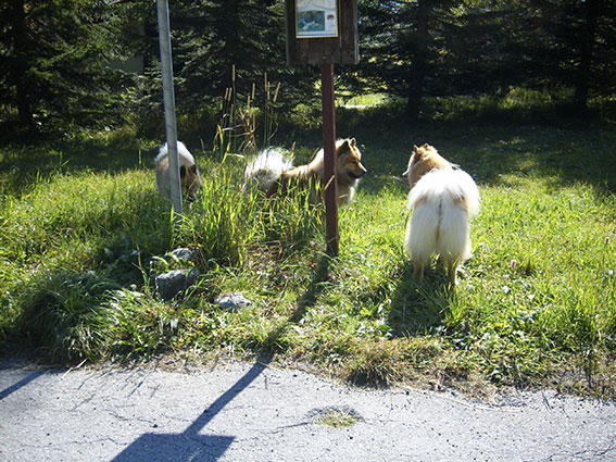 unterwegs.jpg - Zwischenstopp für die Hunde