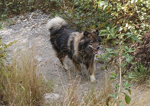 chila.jpg - Chila war unten am Rhein