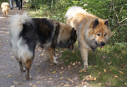 chila_legro.jpg - Chila mit Legro