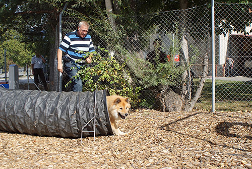 lasca_tunnel.jpg - Lasca mit Herrchen auf dem Parcours