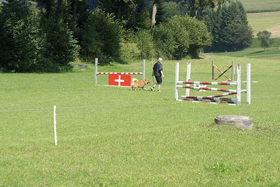 agility_1.jpg - Die Hindernisse sind aber schon etwas gross und hoch, oder?