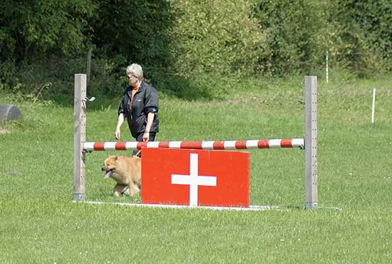 agility_3.jpg - ... oder gehen unten durch