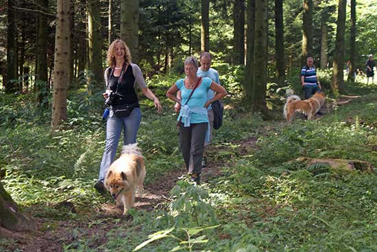 wald.jpg - Schleichweg durch den Wald