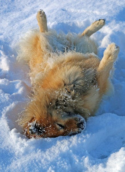 2015_1_schneewalze.jpg - Anfang 2015 - endlich wieder Schnee für Legro!