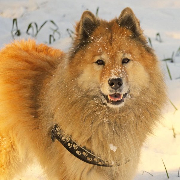 2016_13_traumhund.jpg