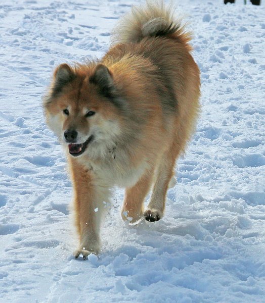 IMG_7152.jpg - Kimbo ist mit 14 Jahren noch sehr fit!