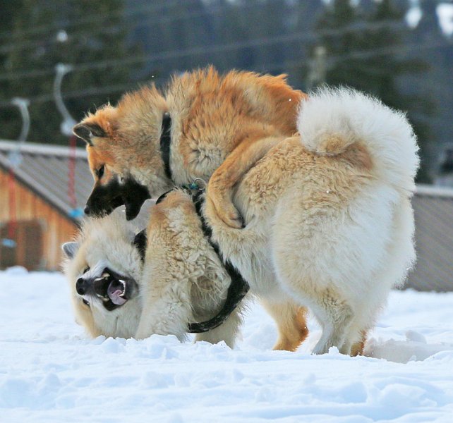 IMG_7164.jpg - Gwen und Okelani haben eine weitere Balg-Runde eingeläutet.
