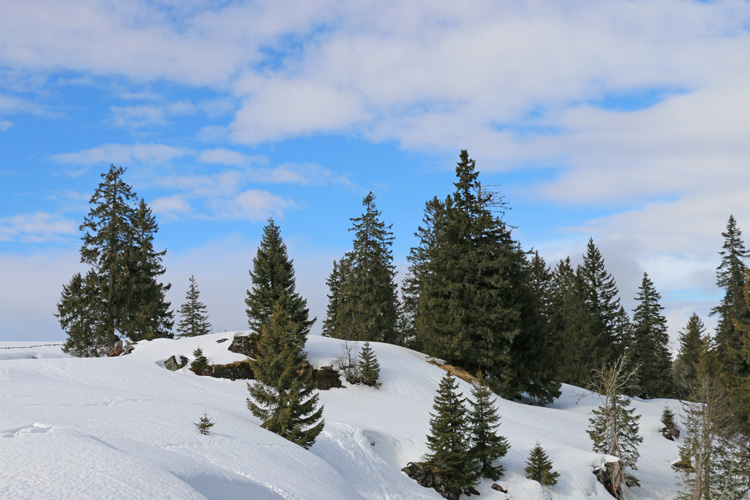 IMG_7255.jpg